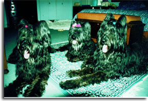 Carcer Sweetheart Rose 12th Birthday (Titch-Left; Wolfi-Right)